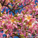 満開のトックリキワタの花
