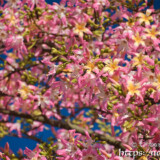 満開のトックリキワタの花