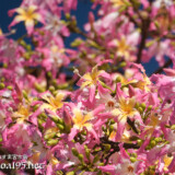 満開のトックリキワタの花