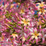 トックリキワタの花