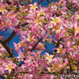 華やかなトックリキワタの花