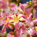 トックリキワタの花
