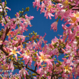青空とトックリキワタの花