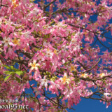 青空に映えるピンクの花
