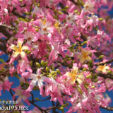 トックリキワタの花