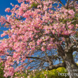 枝垂れ桜のように咲くトックリキワタ