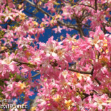 青空に浮かぶ可愛いピンクの花