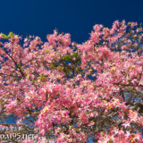 滝のように降り注ぐトックリキワタの花々