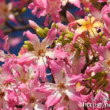 ピンクのフリルが可愛いトックリキワタの花