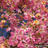 色鮮やかなトックリキワタの花
