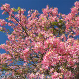青空に映えるトックリキワタの花々