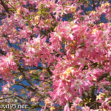 咲き乱れるトックリキワタの花々