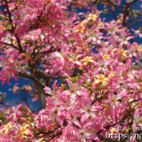 咲き乱れるトックリキワタの花々