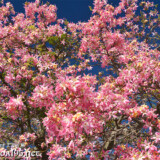 滝のように降り注ぐトックリキワタの花々