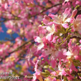 可愛いピンクの花
