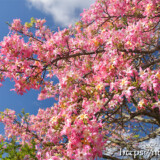 青空に映えるピンクの花