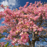 滝のように降り注ぐトックリキワタの花々