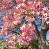 枝垂れ桜のように咲くトックリキワタ