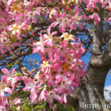 房のように垂れ下がるトックリキワタの花々