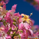 トックリキワタの花