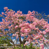 枝垂れ桜のように咲くトックリキワタ