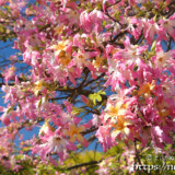 トックリキワタの花束