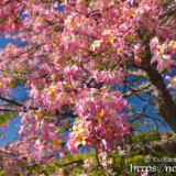 枝垂れ桜のように咲くトックリキワタ