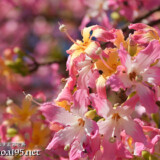 トックリキワタの花