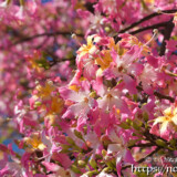 華やかなトックリキワタの花