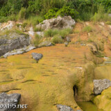 岩場を覆う黄金色の絨毯-保良石灰華段丘