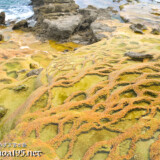 海辺に広がる絶景-保良石灰華段丘