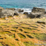 海へ続く黄金色の棚田-保良石灰華段丘