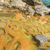 海へと続く黄金色の棚田-保良石灰華段丘