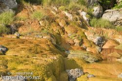 岩場を覆う黄金色の石灰華-保良石灰華段丘