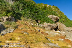 岩肌を覆う黄金色の絨毯-保良石灰華段丘