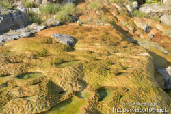 岩場を覆う黄金色の絨毯-保良石灰華段丘
