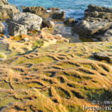 海へと続く黄金色の棚田-保良石灰華段丘