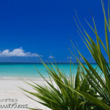 アダンの葉と青い海-曲元の浜