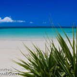 アダンの葉と青い海-曲元の浜