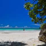 モンぱの木と青い海-曲元の浜