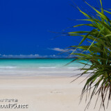 アダンの葉と青い海-曲元の浜