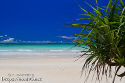アダンの葉と青い海-曲元の浜