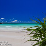 あだンの葉と青い海-曲元の浜