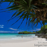 アダンの木と青い海-曲元の浜