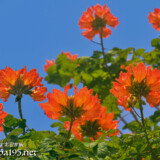 松明のように灯る炎の花-火焔木（カエンボク）