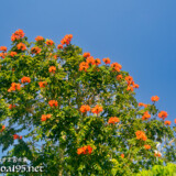 大木に咲き乱れる花-火焔木（カエンボク）