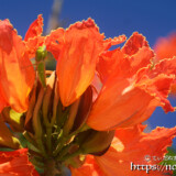 大輪の花にしがみつくバッタ-火焔木（カエンボク）
