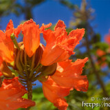 チューリップのような花と開きかけのつぼみ-火焔木（カエンボク）