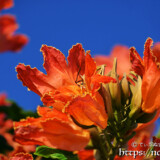 火焔木（カエンボク）の蕾とチューリップのような花