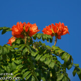 青空に向けて枝を伸ばす大輪の花-火焔木（カエンボク）